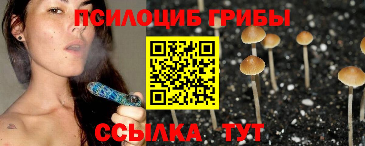 Псилоцибиновые грибы Psilocybe Долгопрудный